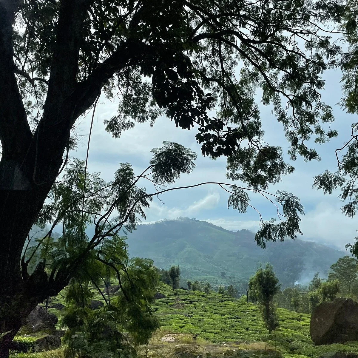 Ambady Resort In Munnar wedding setup photo