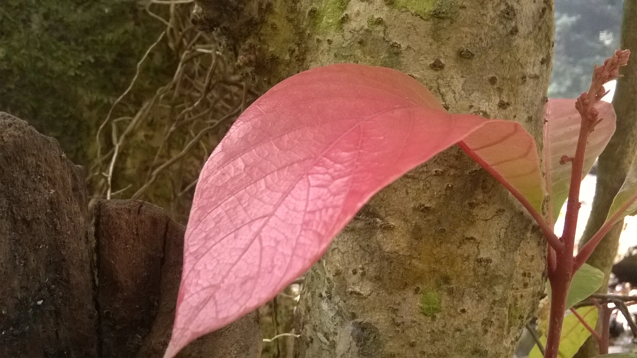 Leaf Munnar wedding setup photo